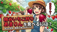 【越谷のイチゴ狩り】おすすめスポットはここ！あまりんも食べれる？